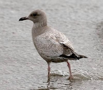 Thayer's Iceland Gull, juvenile