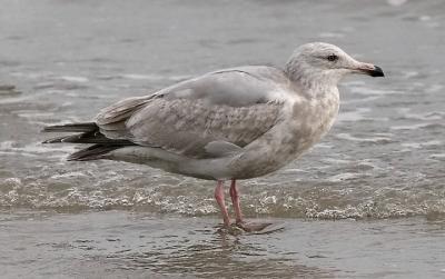 probable Glaucous-winged x Herring Gull hybrid, 2nd cycle