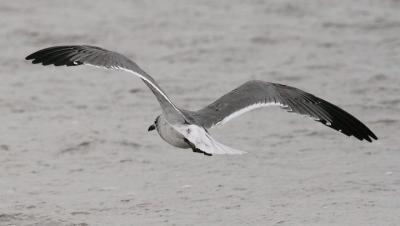 Laughing Gull, 2nd cycle (#2 of 3)