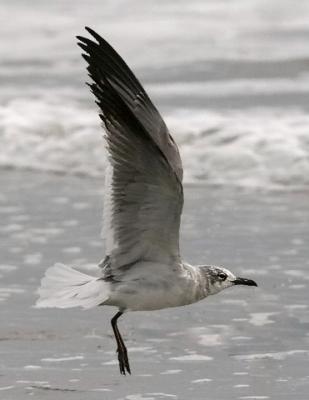 Laughing gull, 2nd cycle (#2 of 5)
