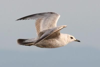 Mew Gull, 1st cycle (#1 of 2)