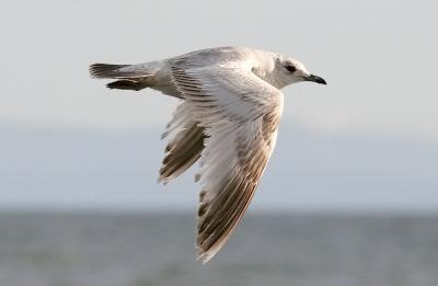 Mew Gull, 1st cycle (#2 of 2)
