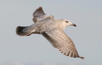 Herring Gull, 1st cycle (#2 of 3)