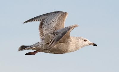 Herring gull, 1st cycle (#3 of 3)