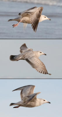 scroll:  Herring Gull, 1st cycle