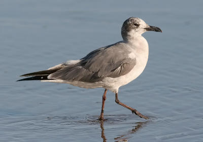 Laughing Gull, 2nd cycle (#3 of 3)