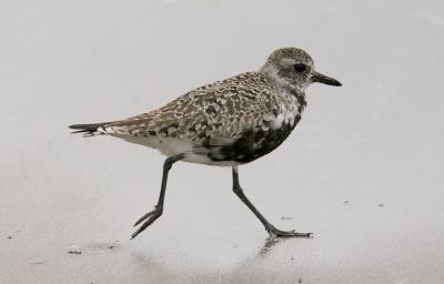 Black-bellied Plover, prealternate molt