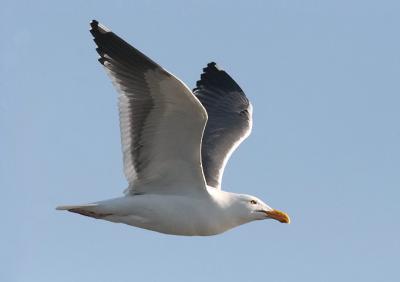 Western Gull, adult  (#2 of 2)