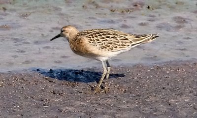 Ruff, juvenile (#1 of 4)