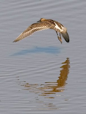 Ruff, juvenile (#2 of 4)