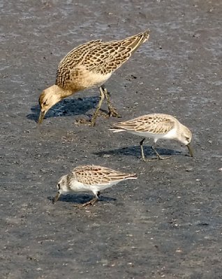 Ruff with Western Sandpipers (#3 of 4)