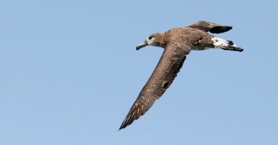 Black-footed Albatross