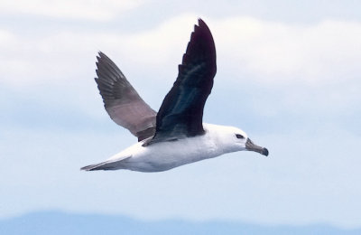 Black-browed Albatross, imm.