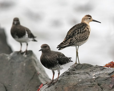 Ruff, juv. (#3 of 4)