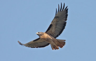 Red-tailed Hawk, adult (#1 of 2)