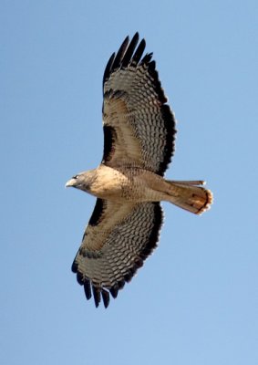 Red-tailed Hawk, adult (#2 of 2)