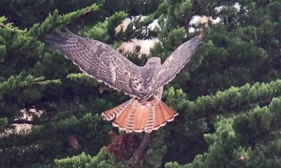 Red-tailed Hawk, subadult (#2 of 2)