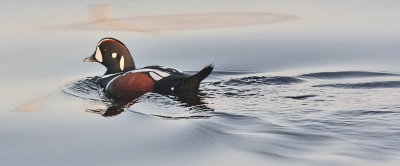 Harlequin Duck, male