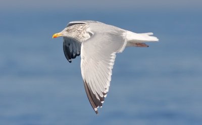 Herring Gull, basic adult