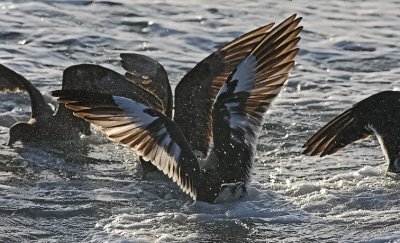 Heermann's Gull, schizochroic adult (#1 of 2)