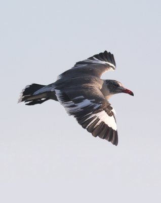 Heermann's Gull, schizochroic adult (#2 of 2)