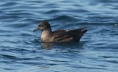 Short-tailed Shearwater )#1 of 2)