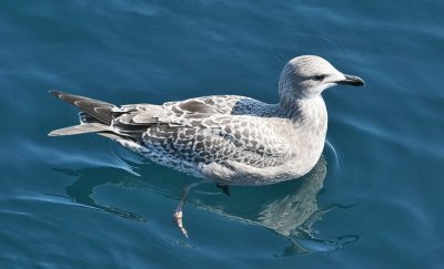 Thayer's Iceland Gull, juvenile