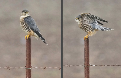 Merlin, male richardsonii (#1 & 2 of 3)