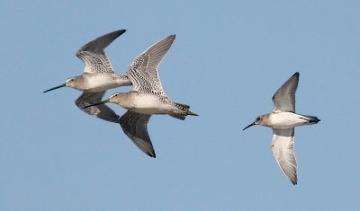 Long-billed Dowitchers with Dunlin, all juvs.