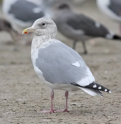 probable Glaucous-winged Gull x Western Gull, basic adult