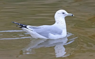 Ring-billed Gull, 2nd cycle