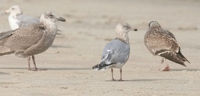 Thayer's Iceland Gull, 3rd cycle (3 of 3)