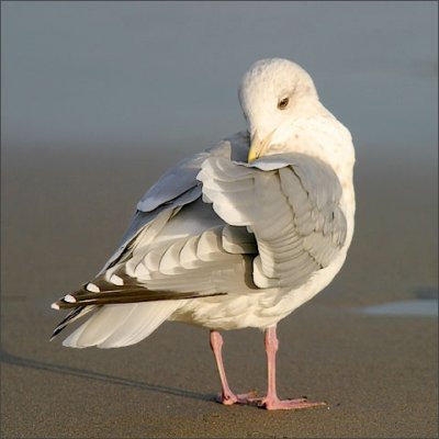 Thayer's Iceland Gull, basic adult