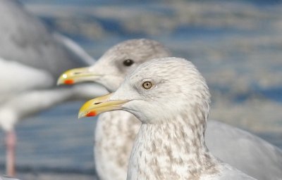 Herring Gull (front) with THGU, both adults