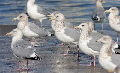 Herring Gull (center & lower left) with HERGs & THGUs all adults