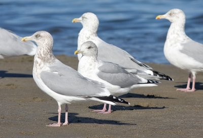 Thayer's Gull (center) with Herring Gulls, all adults