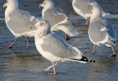 Thayer's Gull or Herring Gull adult? 