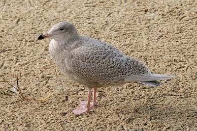 Glaucous Gull, juvenile