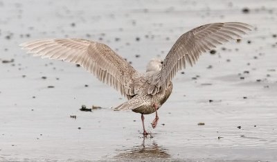 probable Glaucous-winged x Glaucous Gull, 1st cycle (2 of 3)