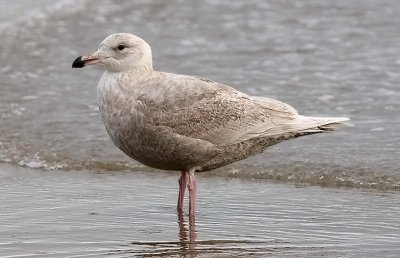 presumed Glaucous-winged x Glaucous Gull, 1st cycle (1 of 3)
