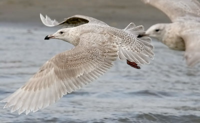 probable Glaucous-winged x Glaucous Gull, 1st cycle (3 of 3)
