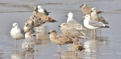 probable Glaucous-winged x Glaucous Gull (center right), 1st cycle