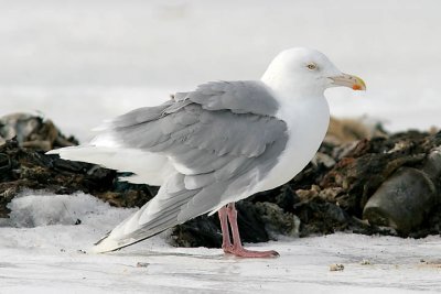 probable Glaucous x Herring Gull backcross adult, aka Nelson's Gull (#2 of 2)