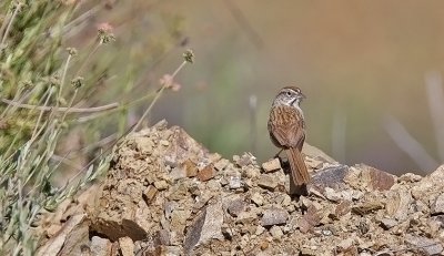 Rufous-crowned Sparrow (#1 of 2)