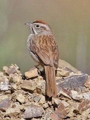 Rufous-crowned Sparrow (#2 of 2)