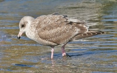 Glaucous-winged x Herring Gull, 1st cycle