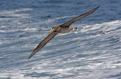 Black-footed Albatross