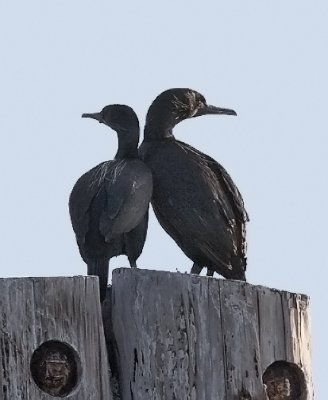 Brandt's Cormorants (#1 of 3)