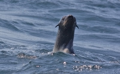 Northern Fur Seal, female