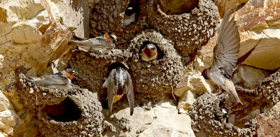 Cliff Swallows (#1 of 3)